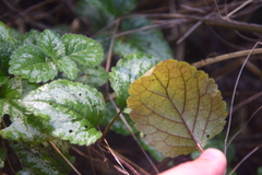 Lamium galeobdolon argentatum
