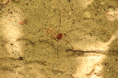 Sclerosomatidae