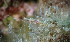 Halicampus edmondsoni