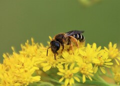 Halictus sexcinctus