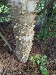 Zanthoxylum clava-herculis