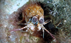 Odontodactylus brevirostris