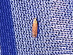 Anacampsis fullonella