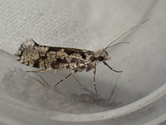 Ypsolopha sequella
