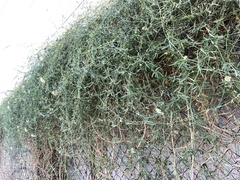 Funastrum cynanchoides