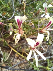 Pelargonium trifidum
