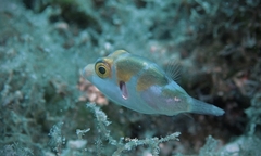Canthigaster coronata