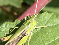 Omocestus viridulus