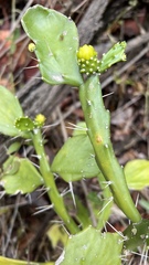 Brasiliopuntia brasiliensis