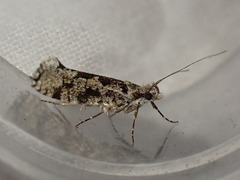 Ypsolopha sequella