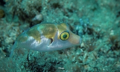 Canthigaster coronata