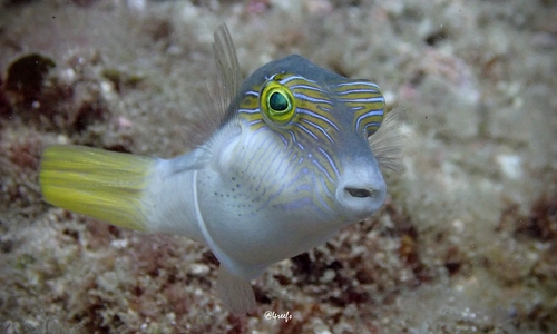 Canthigaster epilampra observed 2022-09-04