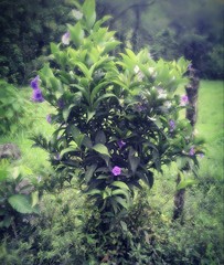 Brunfelsia grandiflora