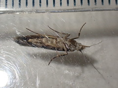 Ypsolopha sequella