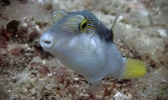 Canthigaster epilampra