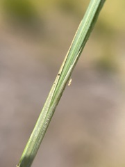 Carex illota
