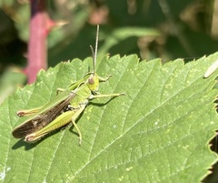 Omocestus viridulus