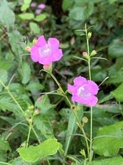 Agalinis fasciculata
