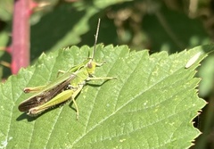 Omocestus viridulus