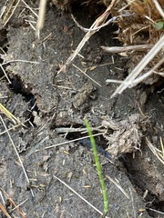 Anaxyrus boreas