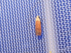 Anacampsis fullonella