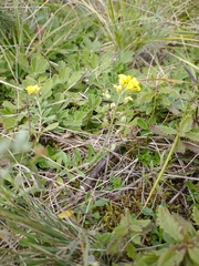 Alyssum montanum
