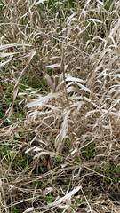 Chasmanthium latifolium