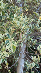 Ficus microcarpa