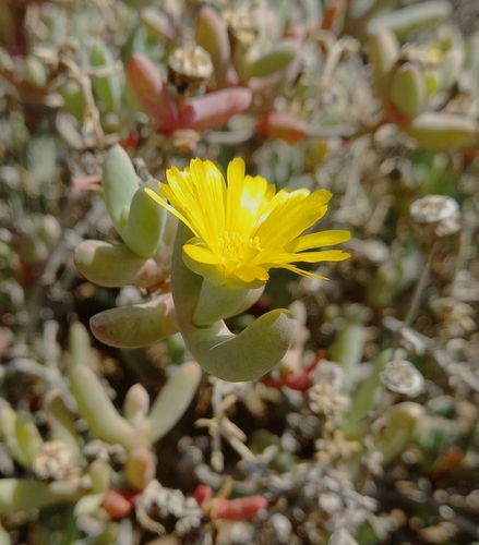 Malephora mollis