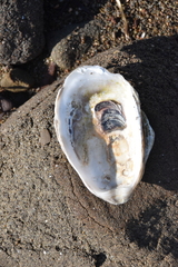 Ostreidae