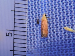 Anacampsis fullonella