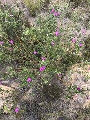 Podalyria buxifolia