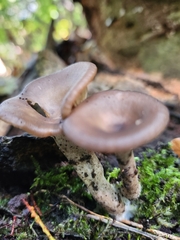 Pseudoclitocybe cyathiformis