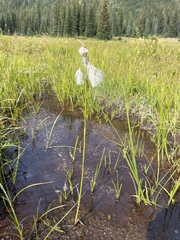 Eriophorum angustifolium