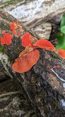 Trametes coccinea