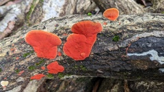 Trametes coccinea