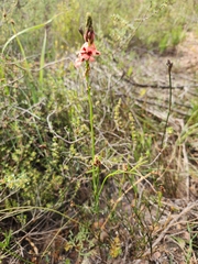 Indigofera psoraloides