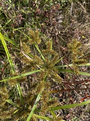 Cyperus erythrorhizos