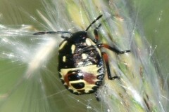 Carpocoris