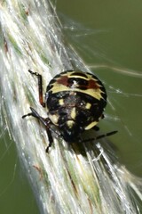 Carpocoris