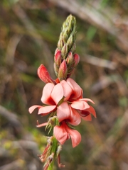 Indigofera psoraloides