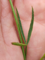 Indigofera psoraloides