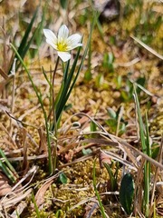 Gagea serotina