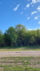 Phytolacca dioica