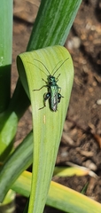 Oedemera nobilis