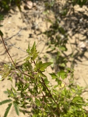 Cardiospermum halicacabum