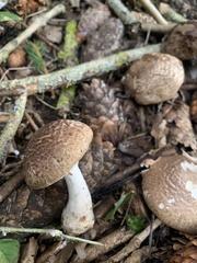 Agaricus sylvaticus