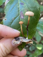 Gymnopus brassicolens