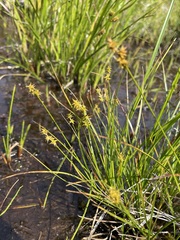 Carex echinata