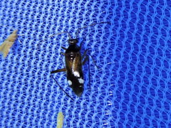 Eustictus